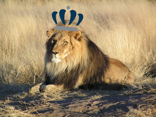 What's a Monarch Anyways?  The Origin of ODU's Name